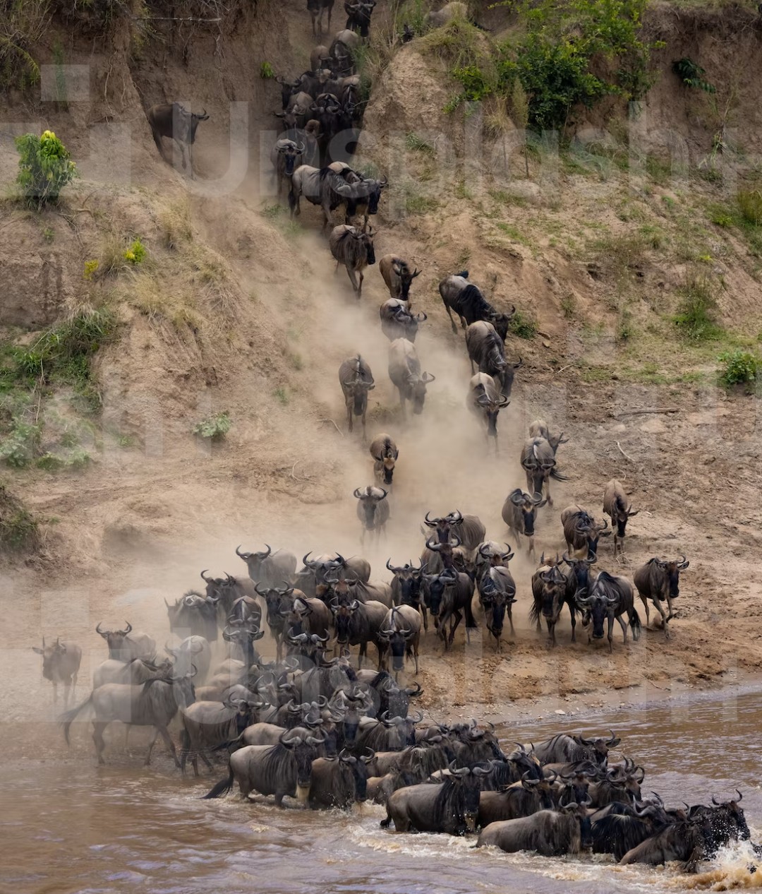 Wildbest Migration Safari